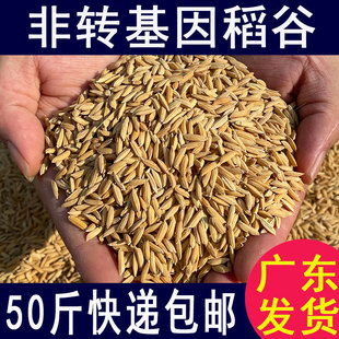 2021农家带壳早稻谷水稻喂鸡鹅鸭家禽饲料鸟食鸽子宠物谷子粮食