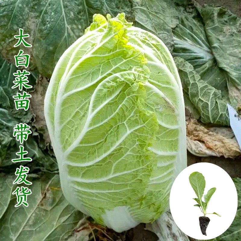 景之澜大白菜苗秋冬种植