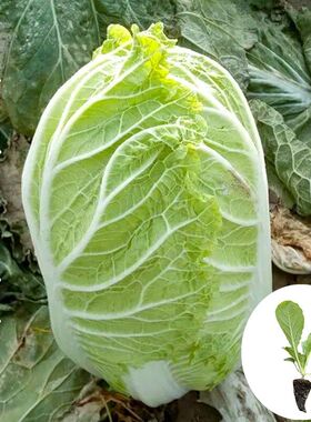 大白菜苗山东白菜种苗卷心菜秧秋冬蔬菜包头菜耐寒黄心大白菜冬储