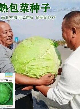 包菜种子大型甘蓝莲花白茴子白铁头包包菜籽晚熟耐寒薄皮原装菜种