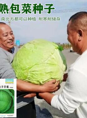 包菜种子大型甘蓝莲花白茴子白铁头包包菜籽晚熟耐寒薄皮原装菜种