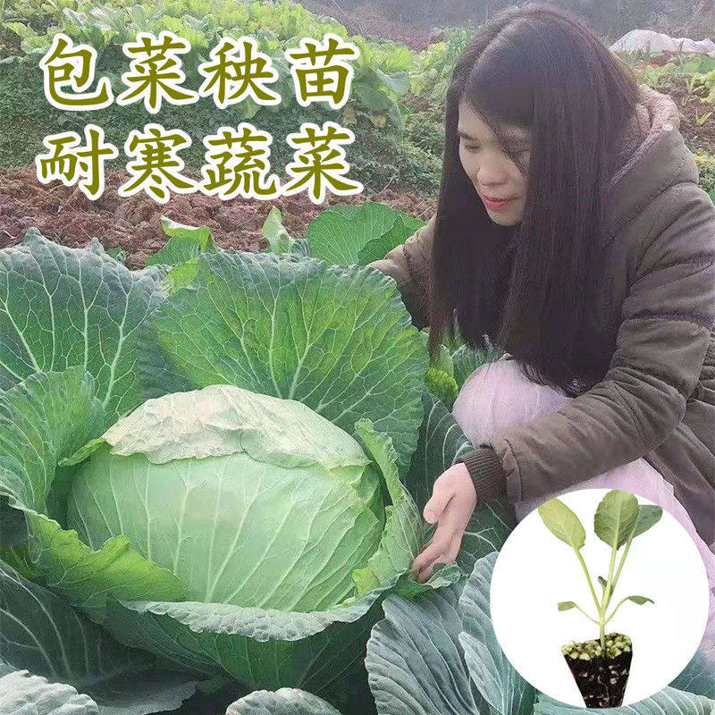 包包菜秧苗耐寒蔬菜甘蓝菜种苗莲花白茴子白大头菜蔬菜种孑高产,农用物资,蔬菜种子/种苗,淘宝优惠券,粉丝福利购,淘宝优惠卷