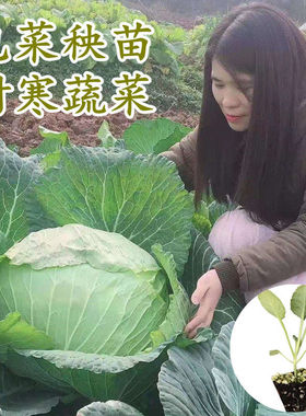 包包菜秧苗耐寒蔬菜甘蓝菜种苗莲花白茴子白大头菜蔬菜种孑高产
