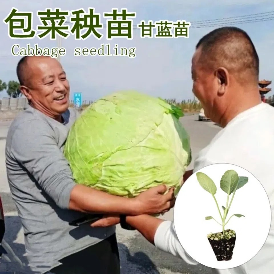包菜种苗耐寒蔬菜春包结球甘蓝菜种包包菜秧苗莲花白茴子白大头菜