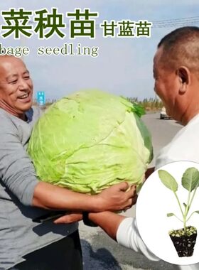 包菜种苗耐寒蔬菜春包结球甘蓝菜种包包菜秧苗莲花白茴子白大头菜