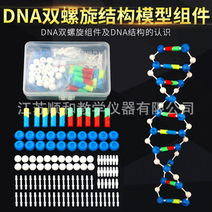 DNA双螺旋结构模型组件生物遗传基因和变异教学仪器实验器材
