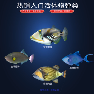 魔鬼炮弹玻璃蜂巢蓝肚橙绿皮泰坦鸳鸯活体观赏海水鱼缸包活已检疫