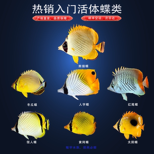 网蝶黄霞假人蓝面人字曙光熊猫月光红尾月眉太阳黄蝶类海水观赏鱼