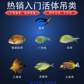 蓝吊薰衣草食苔斑马波纹三角天狗大帆一字黄吊珊瑚观赏活海水鱼缸