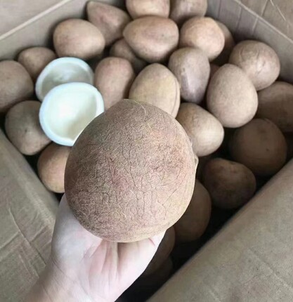 印度大椰子海椰皇煲汤材料月子餐煲椰子鸡大椰皇浓郁香椰子可切片