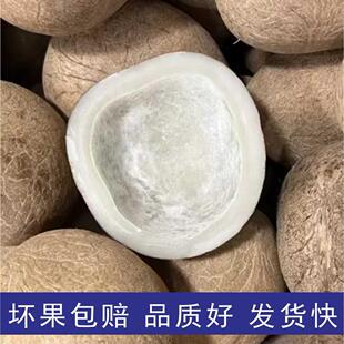 无汁浓香椰子皇印度海底椰整个椰子鸡煲炖汤煲汤材料甜品干货糖水
