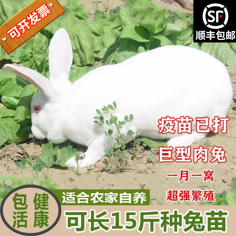 兔子活物小白兔子活体兔苗公母一对家养肉兔仔种幼崽宠物顺丰包邮