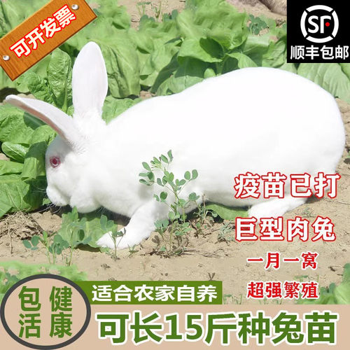 顺丰包邮可爱小兔子活体兔苗