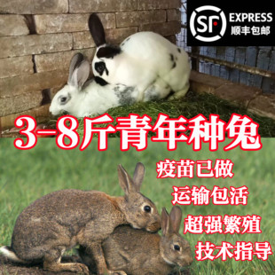 兔子活物3-8斤新西兰比利时大型成青年肉兔种兔好养活可繁殖食用