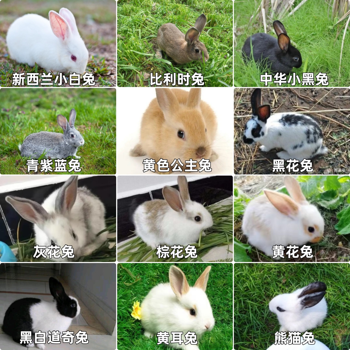 多颜色多品种链接新西兰兔子宠物兔大兔子成年兔种兔苗家兔可挑选