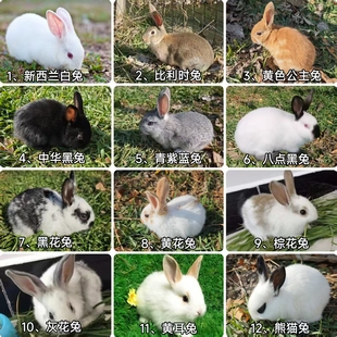 兔子活体肉兔满月小兔子可选公母适合新手养殖家兔肉兔苗包活到家
