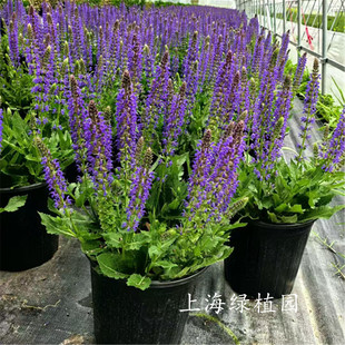 林荫鼠尾草墨西哥鼠尾草盆栽地栽公园多年生阳台花园草植物包邮