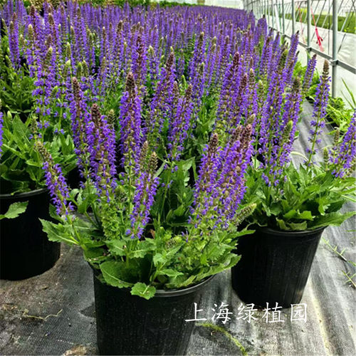 鼠尾草阳台庭院多季开花美化环境