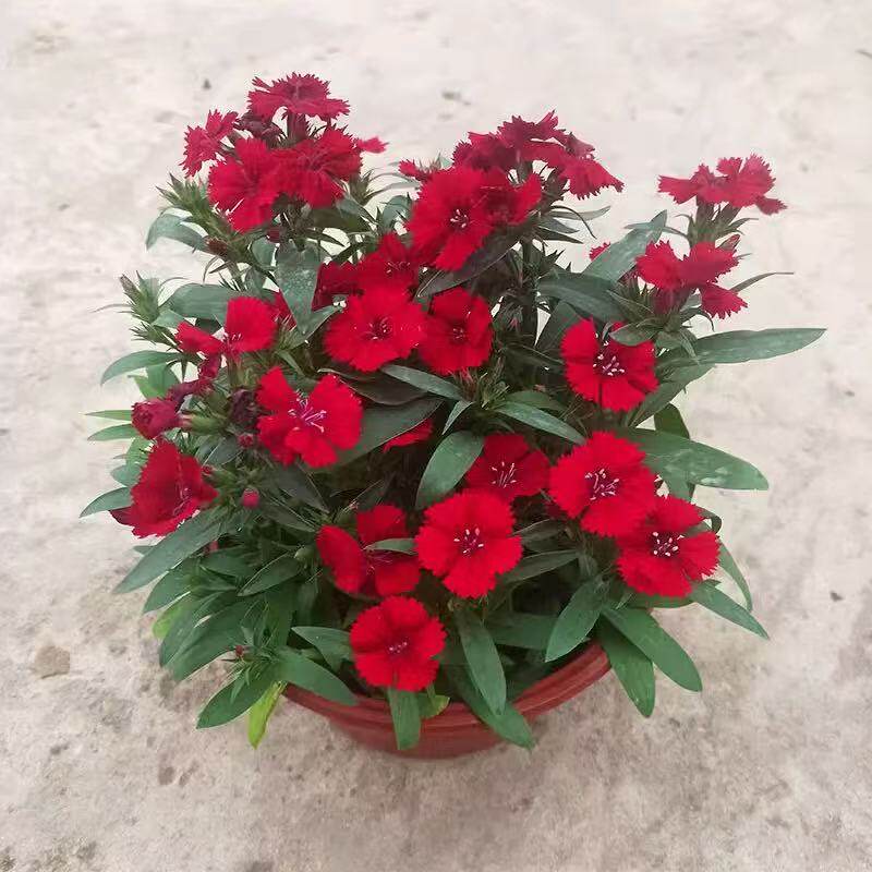 欧石竹花苗全年开花的草坪耐寒花苗花期长庭院盆栽带花苞绿化可用