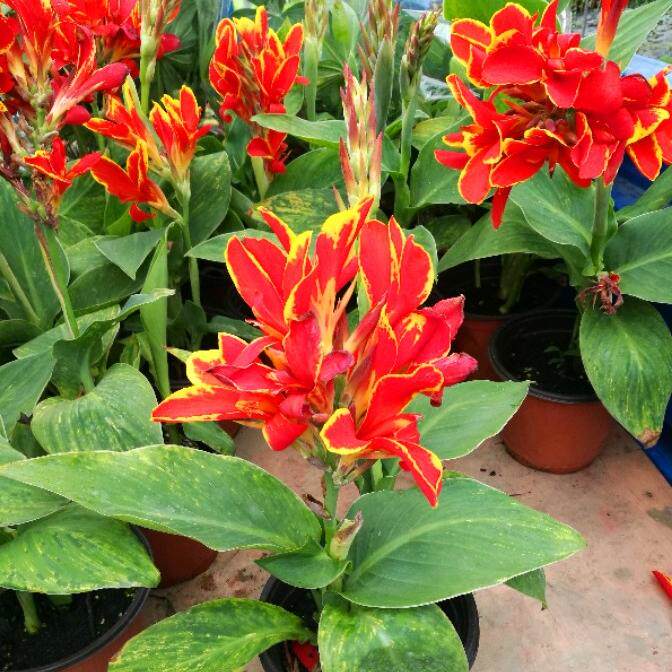 美人蕉盆栽苗姜河花阳台庭院花镜水塘湿地好养多年生宿根植物喜水