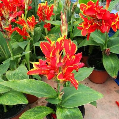 美人蕉姜河花宿根植物土栽水培