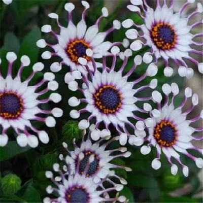 阳台庭院花镜植物耐冻耐热花期长