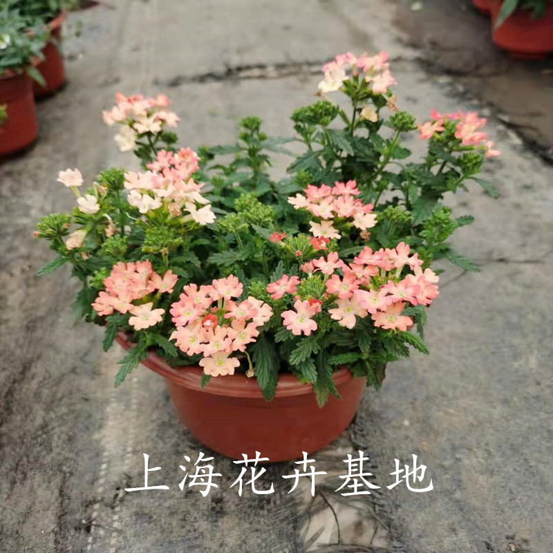 美女樱盆栽庭院开花机器四季开花