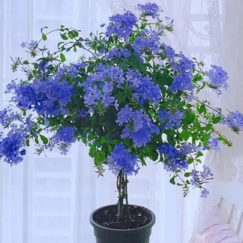 蓝雪花盆栽白雪花红雪花苗庭院阳台多年生木本植物观花耐热耐高晒