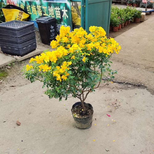 黄金梅黄槐花决明子棒棒糖蛇灭门庭院阳台耐寒耐热木本植物包邮