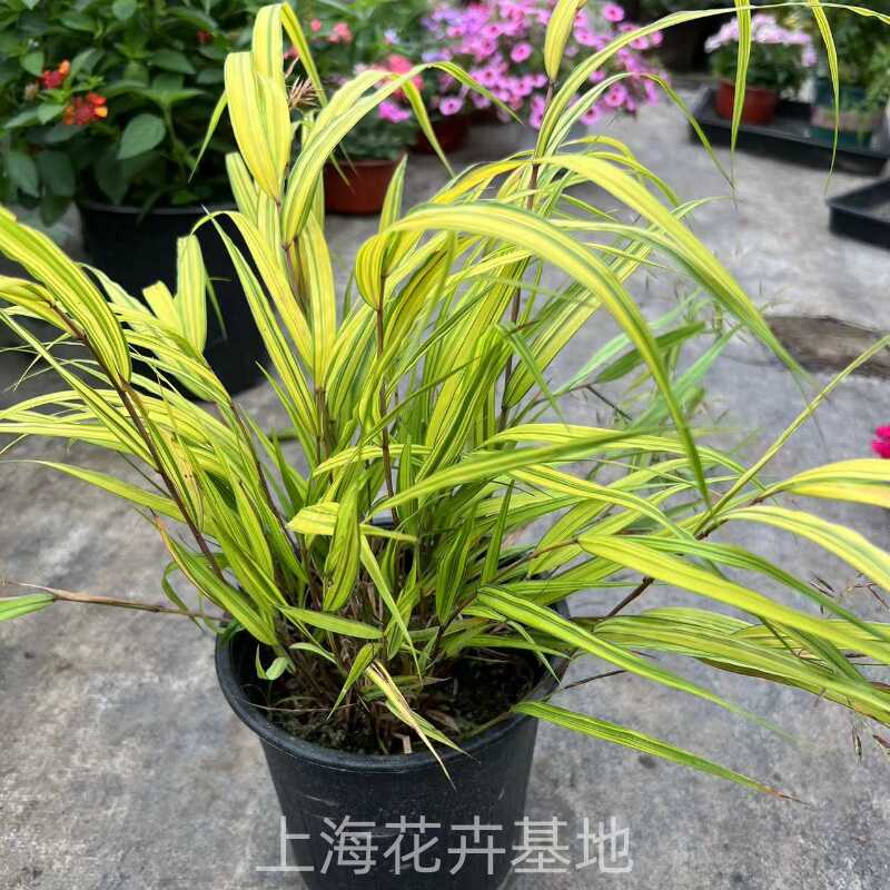 阳台庭院花园花境观叶植物