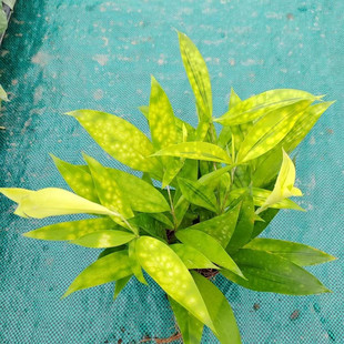 黄金星点木苗盆栽流星雨阳台庭院耐阴变叶木洒金榕树苗黄叶变色木