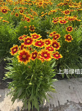 金鸡菊小闹钟盆栽花苗庭院阳台花卉夏季耐热植物多年生宿根花期长