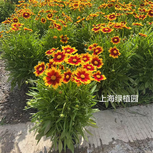 金鸡菊小闹钟盆栽花苗庭院阳台花卉夏季耐热植物多年生宿根花期长