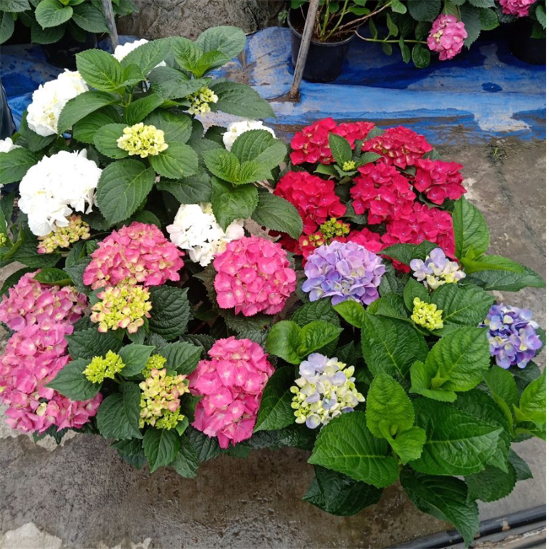 银边花叶无尽夏木绣球花盆栽夏日美人花期超长花阳台室内庭院包邮