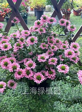 羊角树草海桐半扇花纸扇盆栽阳台花镜植物耐高温耐寒爆花净化空气