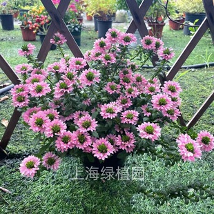 羊角树草海桐半扇花纸扇盆栽阳台花镜植物耐高温耐寒爆花净化空气