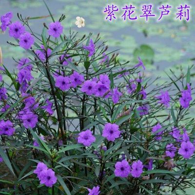 翠芦莉易养活蓝花草耐晒耐阴多季开花地栽水培均可阳台庭院绿植
