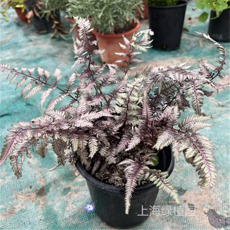 画蕨庭院美观耐阴彩色蕨类植物