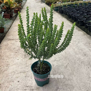 尤加利盆栽银水滴北欧进口蓝宝贝苹果心叶桉室内庭院观叶芳香包邮