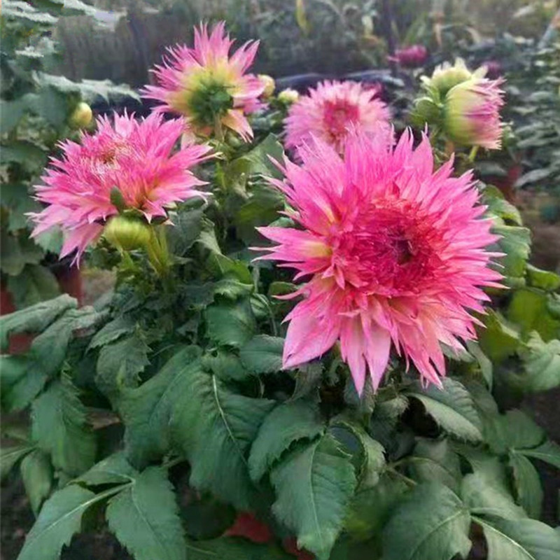 小丽花盆栽小丽菊花苗天竺牡丹阳台庭院大丽花观花多年生带花发货