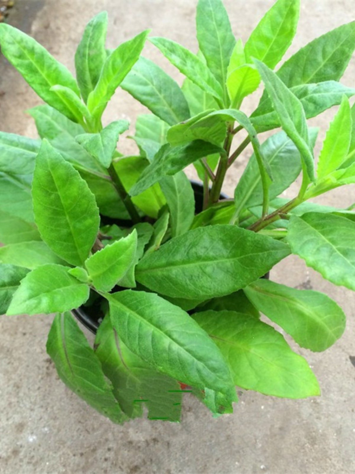 明月草盆栽降糖草白背白子菜金鸡毛菜富贵菜尼基罗草可以吃降压菜