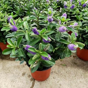 长介花盆栽花苗小从植物阳台花园耐寒耐冻多年生木本净化空气长阶