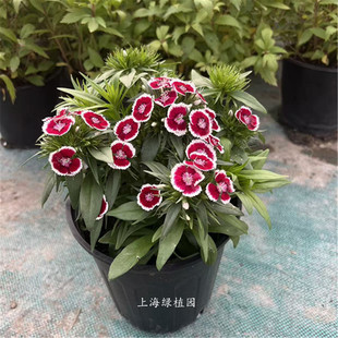 绣球石竹 霹雳石竹 绿绒球 花毯石竹 耐寒石竹梅 花期较长