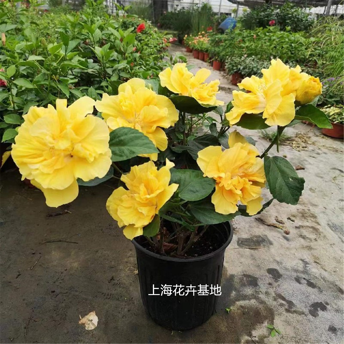 朱槿大花多年生阳台庭院耐热盆栽