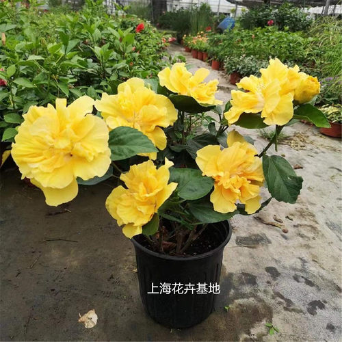 朱槿大花多年生阳台庭院耐热盆栽