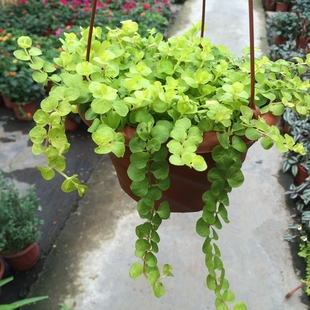 黄金串吊兰金叶过路黄盆栽垂钓植物沼泽挺水花卉美化环境地被包邮