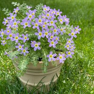 安徽羽叶报春花耐热耐寒草本耐阴花卉庭院花期长开花机器报恩花