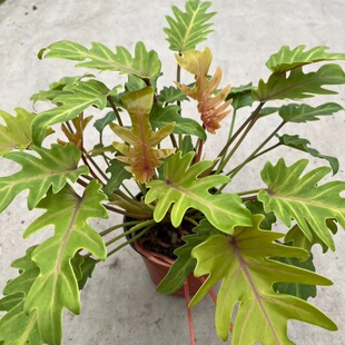 小天使春雨龙鳞杆仙羽蔓绿绒瓦萨维奇室内常绿观叶盆栽吸甲醛包邮