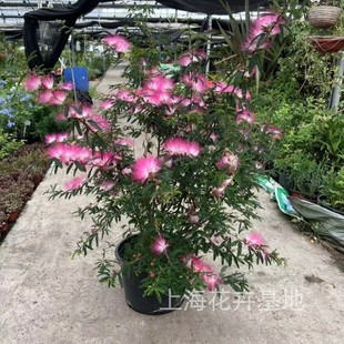 合欢花盆栽树苗粉扑花绒树花多年生常绿耐寒耐热花园阳台包邮包活