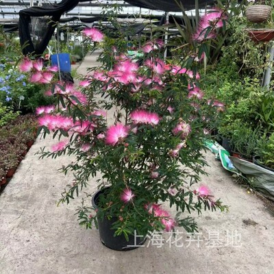 合欢花常绿树苗多年生耐热耐寒